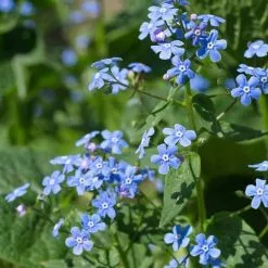 Brunnera Macrophylla | 9cm Pot