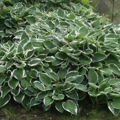 Hosta Francee (fortunei) | 9cm Pot