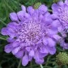 Scabiosa Butterfly Blue | 9cm Pot