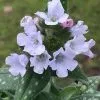 Pulmonaria Opal ('Ocupol') | 9cm Pot 1 Pulmonaria Opal ('Ocupol') | 9cm Pot -Perennial Plants Sales Store RH30003381 302d