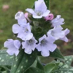 Pulmonaria Opal ('Ocupol') | 9cm Pot