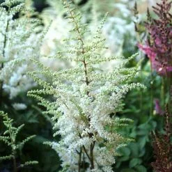 Astilbe Chinensis Vision In White | 9cm Pot