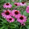 Echinacea Purpurea Rubinstern | 9cm Pot