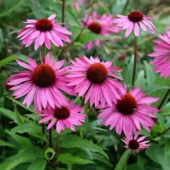 Echinacea Purpurea Rubinstern | 9cm Pot