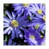 Anemone Blanda - Potted Bulbs | 9cm Pot -Perennial Plants Sales Store RH30003471 2ad4