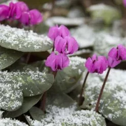 Cyclamen Coum | 9cm Pot