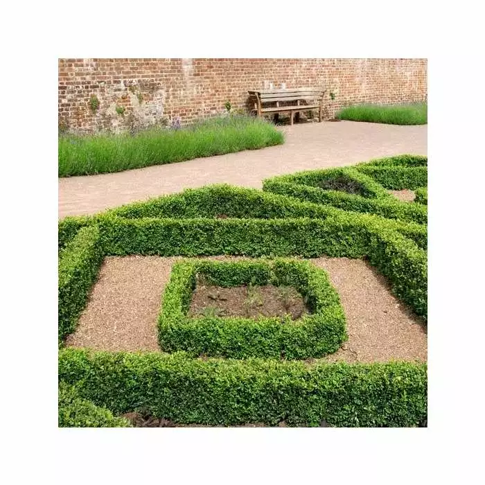 Buxus Sempervirens | 9cm Pot 3 Buxus Sempervirens | 9cm Pot