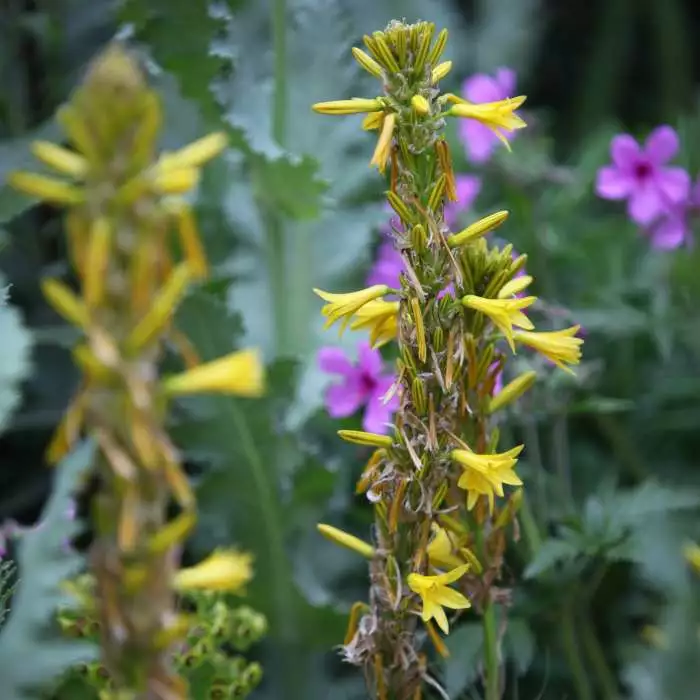 Asphodeline Liburnica | 9cm Pot 3 Asphodeline Liburnica | 9cm Pot