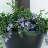 Campanula Poscharskyana | 9cm Pot
