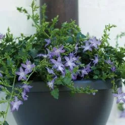 Campanula Poscharskyana | 9cm Pot
