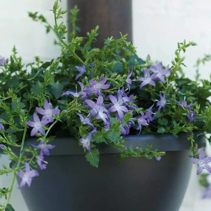 Campanula Poscharskyana | 9cm Pot 3 Campanula Poscharskyana | 9cm Pot