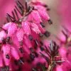 Erica Carnea Myretoun Ruby | 9cm Pot -Perennial Plants Sales Store RH30003498 26c4