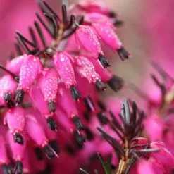 Erica Carnea Myretoun Ruby | 9cm Pot