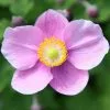 Anemone Hupehensis Var. Japonica Splendens | 9cm Pot -Perennial Plants Sales Store RH30003506 3c8c