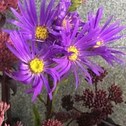 Aster Amellus Veilchenkönigin | 9cm Pot