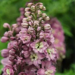 Delphinium Astolat Group | 9cm Pot