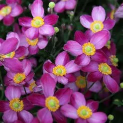 Anemone × Hybrida Pretty Lady Susan (Pretty Lady Series) | 9cm Pot