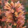 Agastache Summer Sunset (PBR) | 9cm Pot