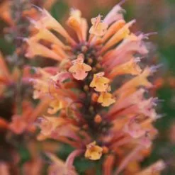 Agastache Summer Sunset (PBR) | 9cm Pot