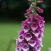 Digitalis Purpurea Dalmatian Purple (Dalmatian Series) | 9cm Pot