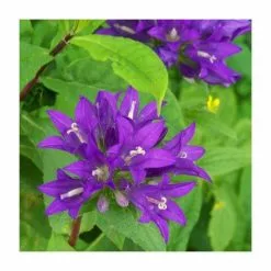 Campanula Glomerata Superba | 9cm Pot