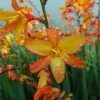 Crocosmia Orange Pekoe ('Pek Or') (PBR) | 9cm Pot