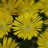 Delosperma Cooperi Golden Wonder ('Wowd20111') (PBR) (Wheels Of Wonder Series) | 9cm Pot -Perennial Plants Sales Store RH30003606 587f