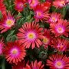Delosperma Cooperi Jewel Of Desert Garnet (PBR) (Jewel Of Desert Series) | 9cm Pot -Perennial Plants Sales Store RH30003607 c406