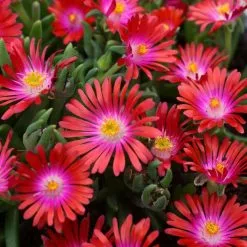 Delosperma Cooperi Jewel Of Desert Garnet (PBR) (Jewel Of Desert Series) | 9cm Pot