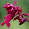 Salvia Wendy's Wish (PBR) | 9cm Pot -Perennial Plants Sales Store RH30003632 8d08