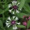 Centaurea Montana Purple Heart | 9cm Pot -Perennial Plants Sales Store RH30003635 e7e6