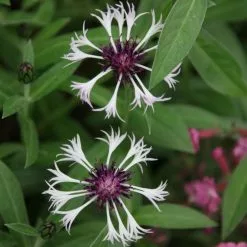 Centaurea Montana Purple Heart | 9cm Pot