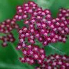 Achillea Summerwine | 9cm Pot