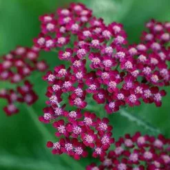 Achillea Summerwine | 9cm Pot