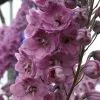 Delphinium Dusky Maidens Group | 9cm Pot -Perennial Plants Sales Store RH30003645 6ebc