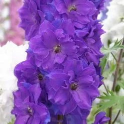 Delphinium Pagan Purples (New Millennium Series) | 9cm Pot
