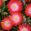 Delosperma Cooperi Jewel Of Desert Grenade (PBR) (Jewel Of Desert Series) | 9cm Pot 1 Delosperma Cooperi Jewel Of Desert Grenade (PBR) (Jewel Of Desert Series) | 9cm Pot -Perennial Plants Sales Store RH30003647 76ad
