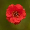 Geum Scarlet Tempest ('Macgeu001') (PBR) (Tempest Series) | 9cm Pot -Perennial Plants Sales Store RH30003709 ce90