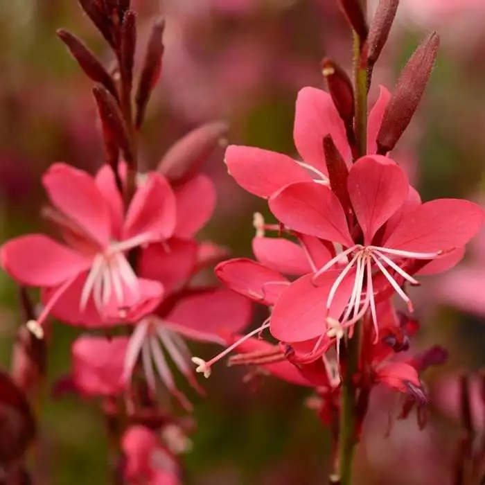 Oenothera Lindheimeri Whiskers Deep Rose | 9cm Pot 3 Oenothera Lindheimeri Whiskers Deep Rose | 9cm Pot