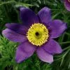 Pulsatilla Vulgaris Pinwheel Blue Violet Shades (Pinwheel Series) | 9cm Pot -Perennial Plants Sales Store RH30003725 0bcf