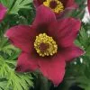 Pulsatilla Vulgaris Pinwheel Dark Red Shades (Pinwheel Series) | 9cm Pot -Perennial Plants Sales Store RH30003726 ec21