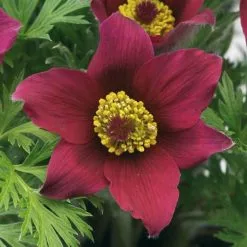 Pulsatilla Vulgaris Pinwheel Dark Red Shades (Pinwheel Series) | 9cm Pot