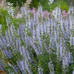 Salvia Nemorosa Crystal Blue (Color Spires Series) | 9cm Pot