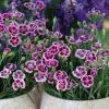 Dianthus Pink Kisses ('Kledg12163') (PBR) | 10.5cm Pot -Perennial Plants Sales Store RH30003766 b6ed