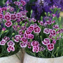 Dianthus Pink Kisses ('Kledg12163') (PBR) | 10.5cm Pot