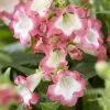 Penstemon Pentastic Pink (’YAPMINE’) (PBR) | 9cm Pot -Perennial Plants Sales Store RH30003778 d4a2