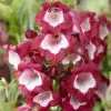 Penstemon Pentastic Red (’YAPRUBY’) (PBR) | 9cm Pot -Perennial Plants Sales Store RH30003779 230e