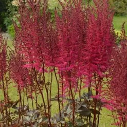 Astilbe Chocolate Cherry (Mighty Series) | 9cm Pot