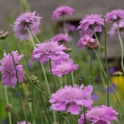 Scabiosa Kudo Pink ('Ichpin') (PBR) (Kudo Series) | 9cm Pot
