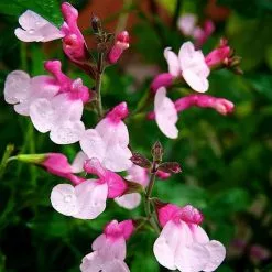 Salvia Greggii Joy | 9cm Pot
